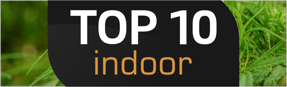 Top 10 Indoor